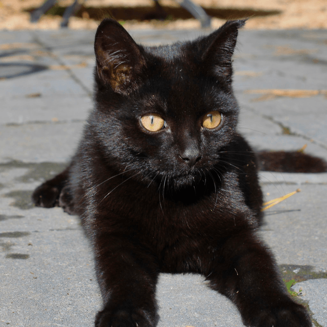Poes Po