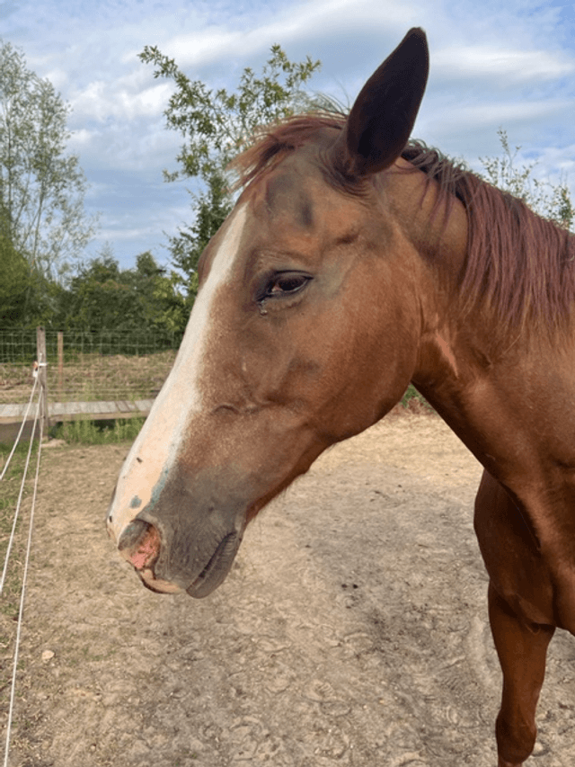 Paard Vienna