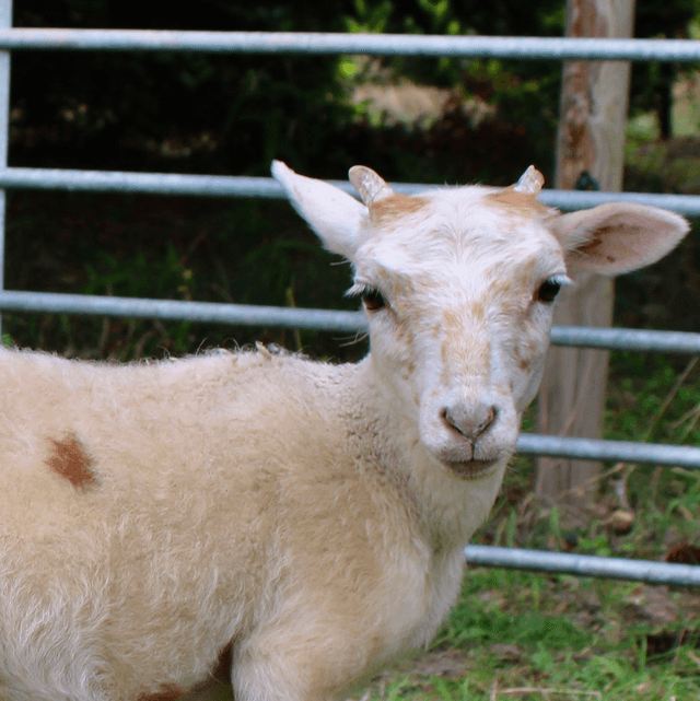 Schaap Jeanne