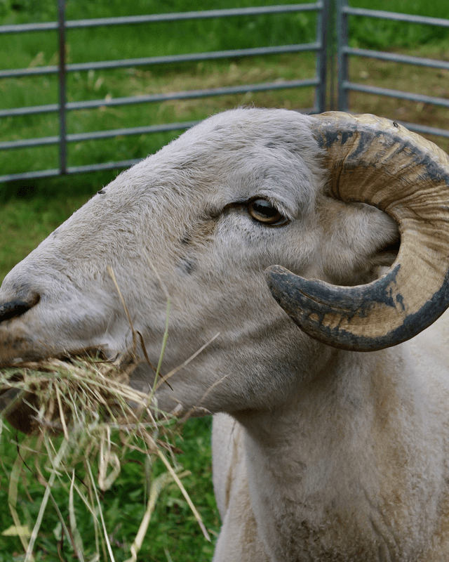 Schaap Tekkel