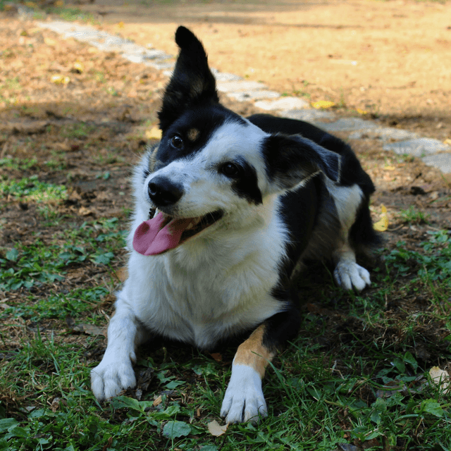 Hond Liasa