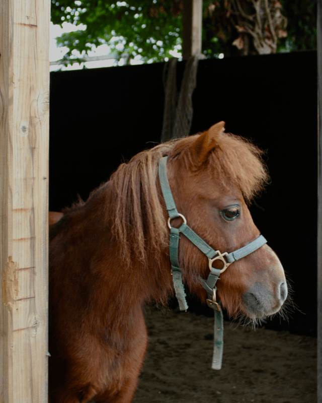 Pony Izzy