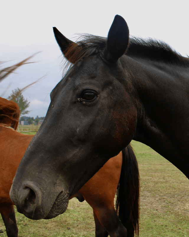 Pony Gentle