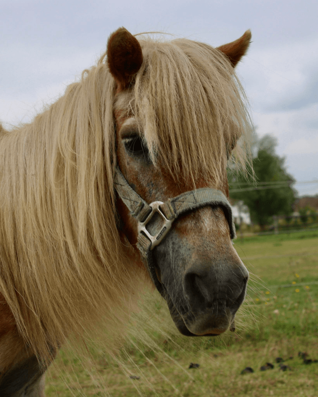 Pony Yellow